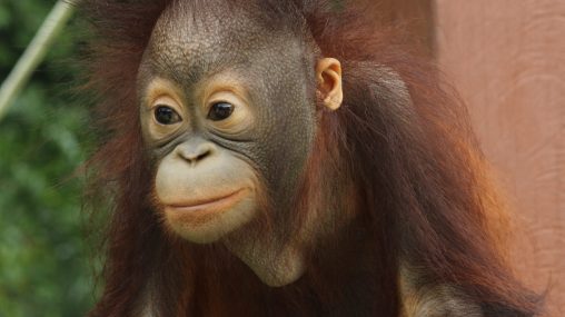 Animal Planet goes ape in Borneo