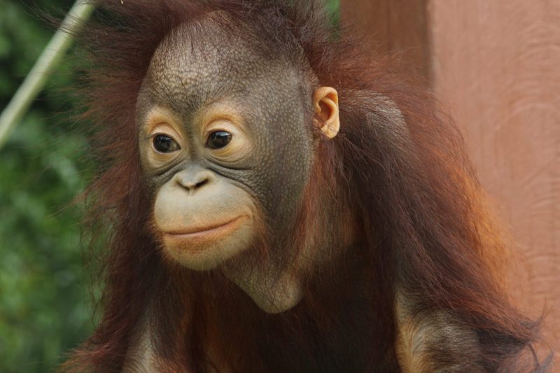 Animal Planet goes ape in Borneo