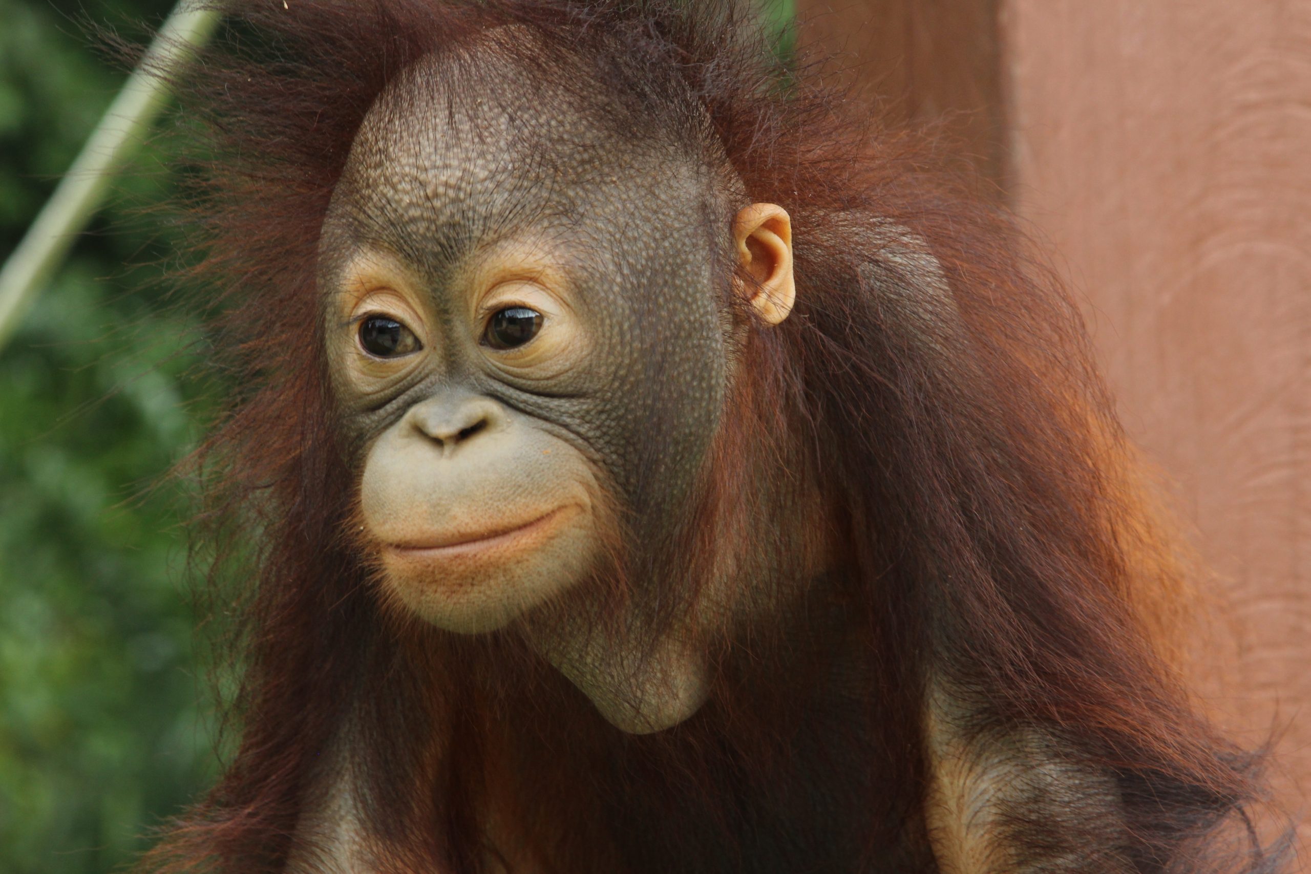 Animal Planet goes ape in Borneo - Silverlining Rights LtdSilverlining ...