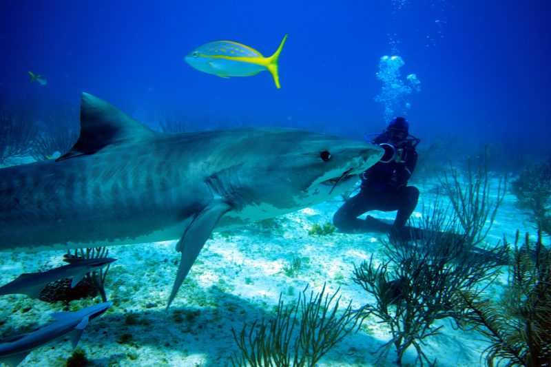 ‘Shark Girl’ wins top film at Blue Ocean Film Festival